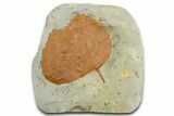 Paleocene Fossil Leaf (Zizyphoides) - Montana #377908-1